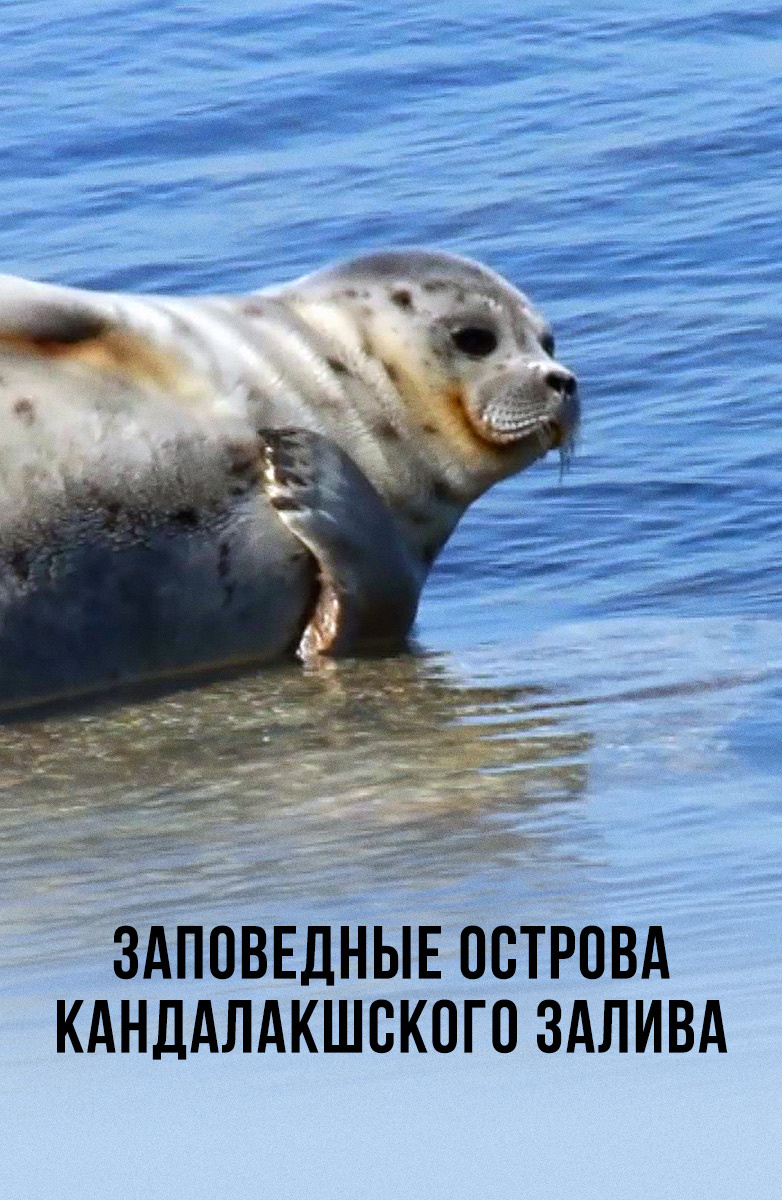 Заповедные острова Кандалакшского залива