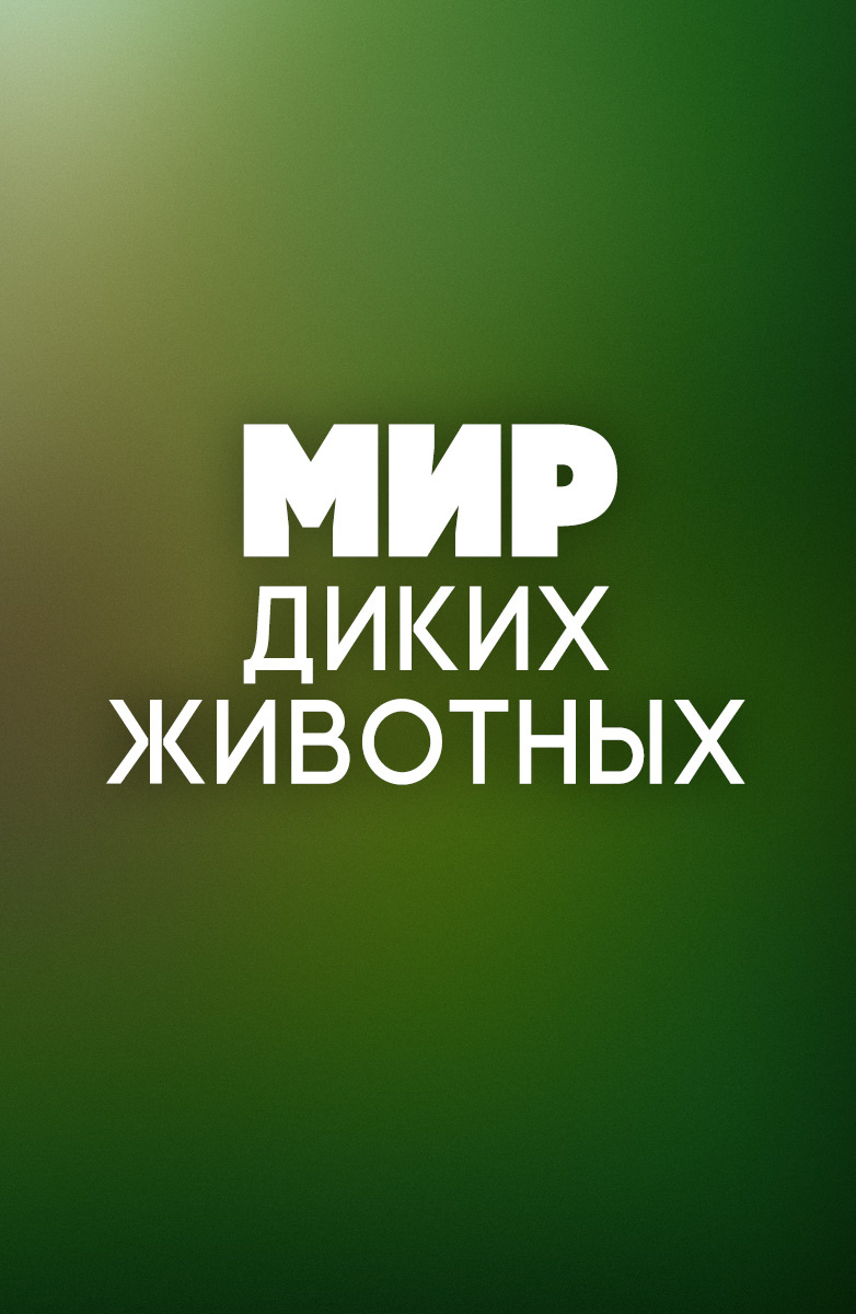 Мир диких животных постер