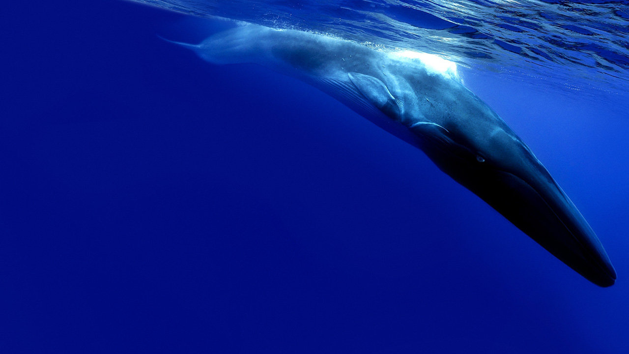 Самый одинокий кит