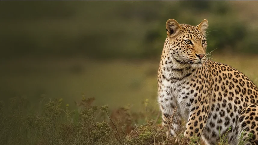 Заповедник Шамвари