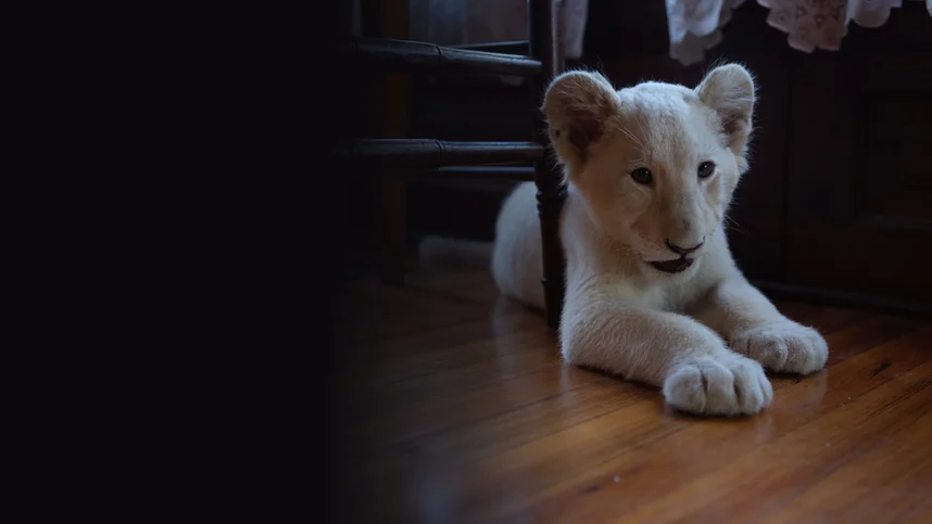 Лена и львенок