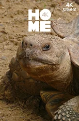 [4k] Животные