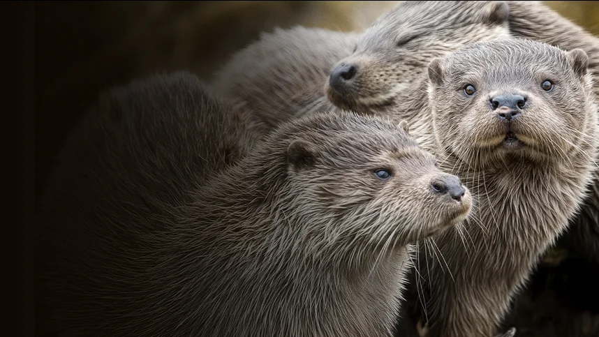 Выдры Шетландских островов: история семьи Драаци