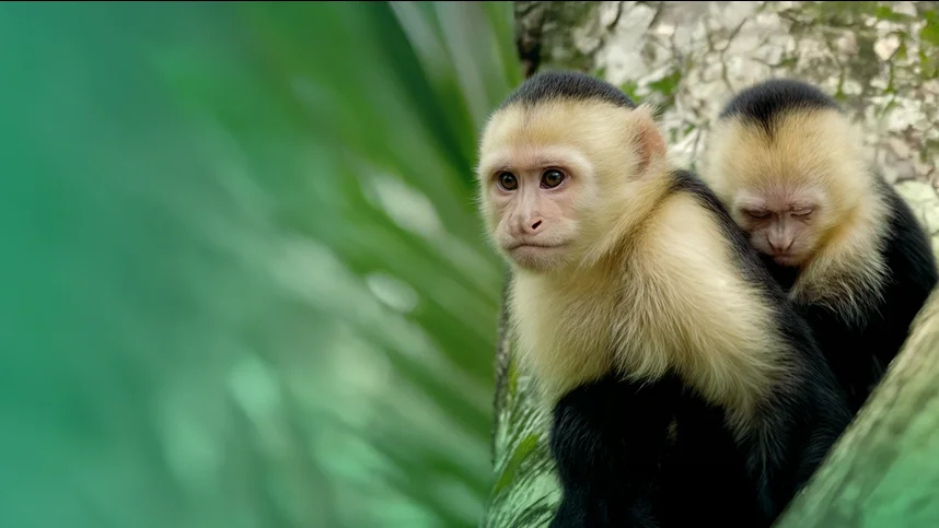Горячие точки природы. Последняя надежда