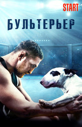 Бультерьер