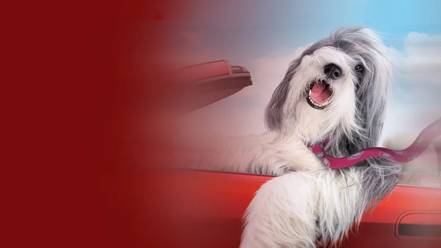 Лохматый папа