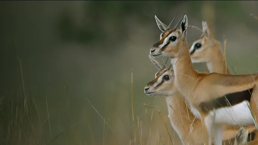 Глазами жертвы