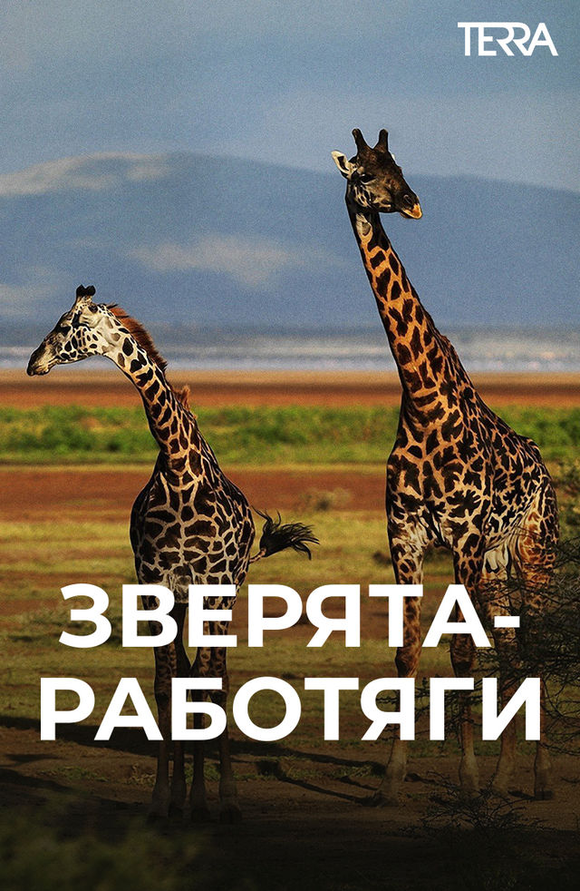 Eng yaxshi katta dumba porno