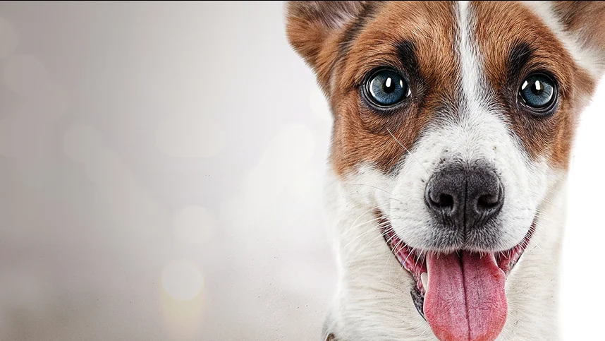 Гампи. Собачья жизнь