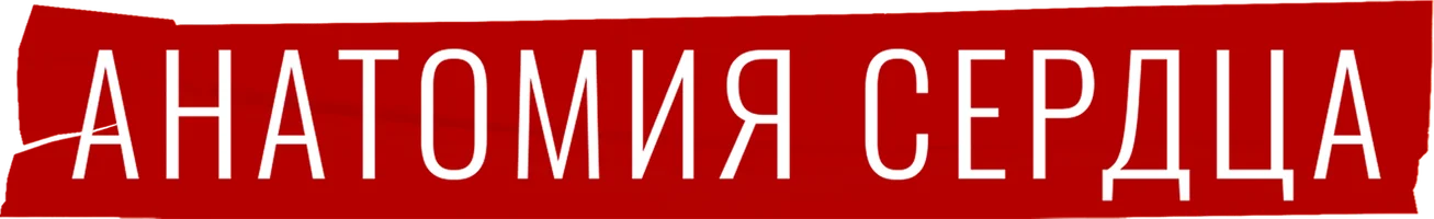 Сериал Анатомия сердца смотреть онлайн