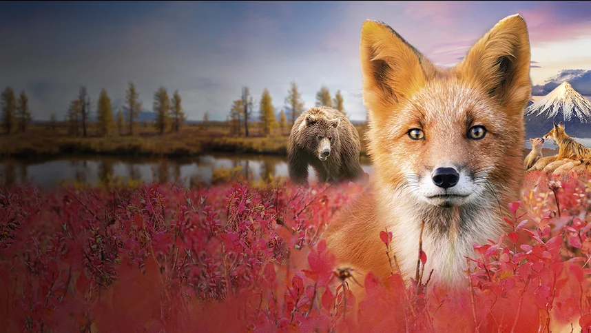 Огненный лис