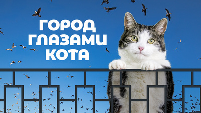 Постер Город глазами кота