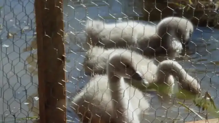 Трейлер (английский язык)