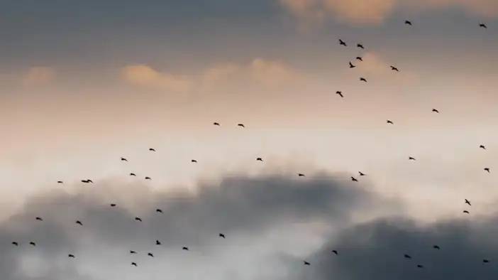 Трейлер (русский язык)