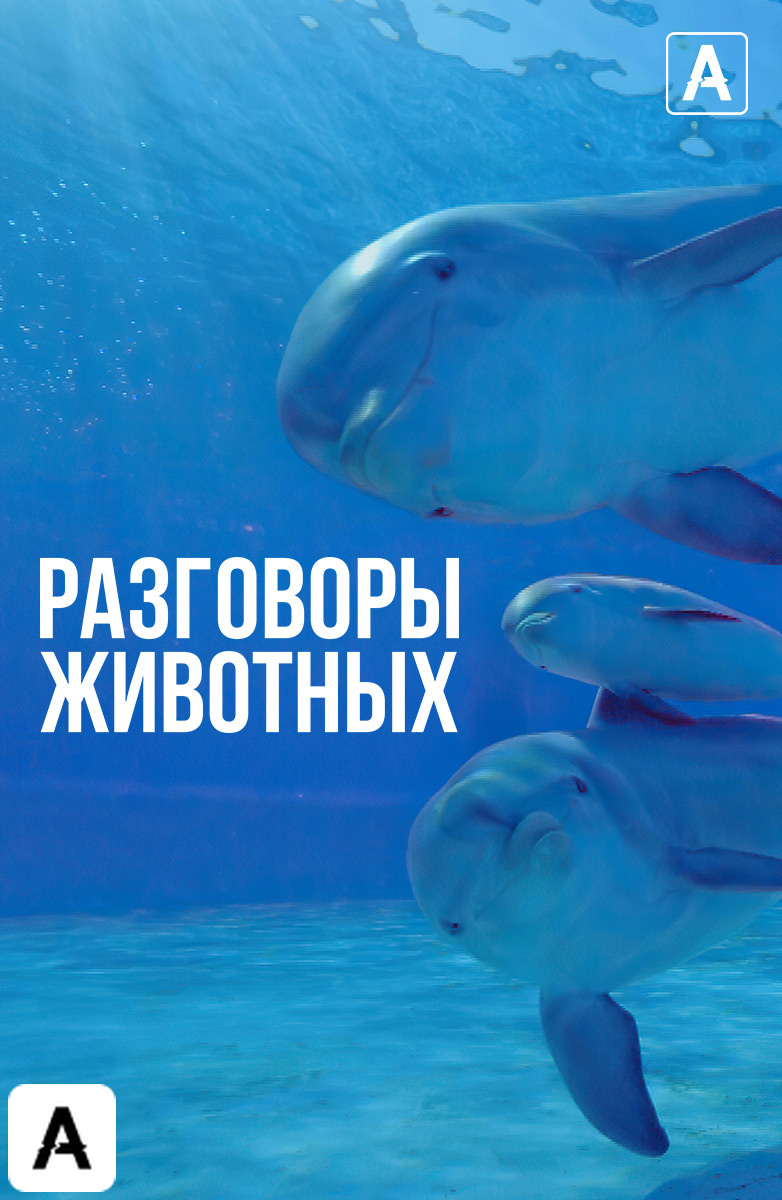 Разговоры животных