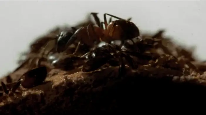 Фрагмент (английский язык)