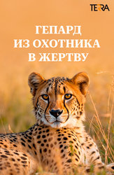 Гепард. Из охотника в жертву