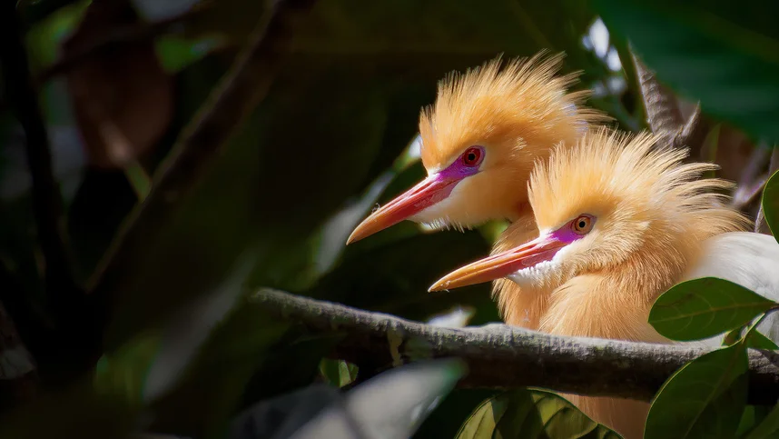 [4K] Животный мир: Индонезия