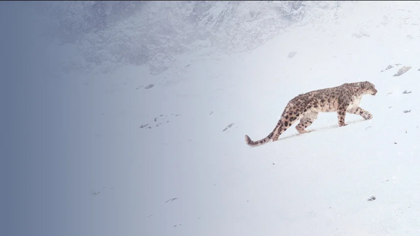 В поисках снежного барса