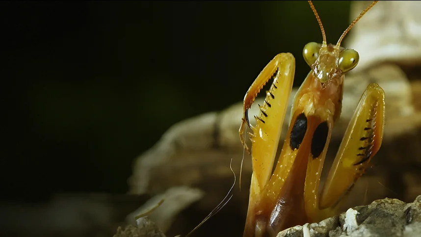 Миниатюрные хищники