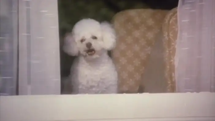 Трейлер (английский язык)