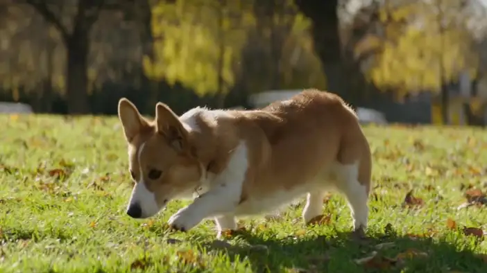 Фрагмент 5 (английский язык)