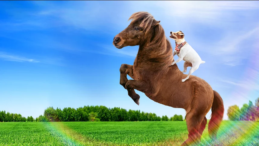 Приключения Долли и Спанки