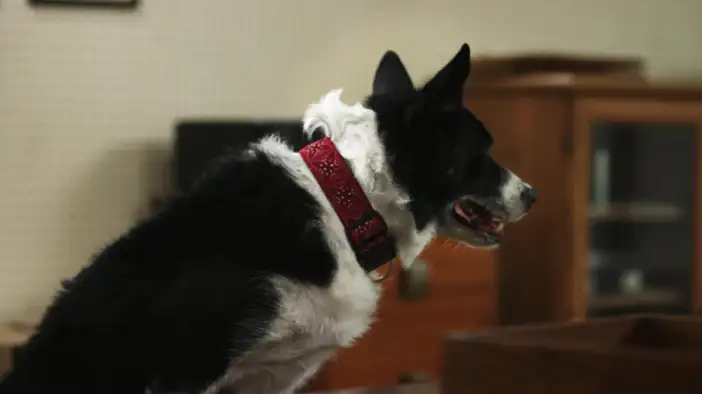 Трейлер (русский язык)