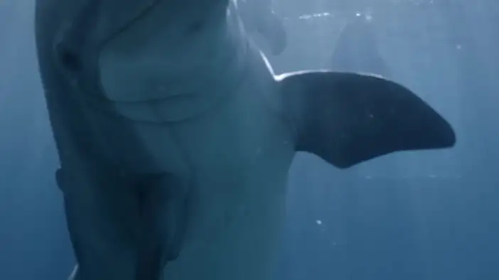 Трейлер (дублированный)