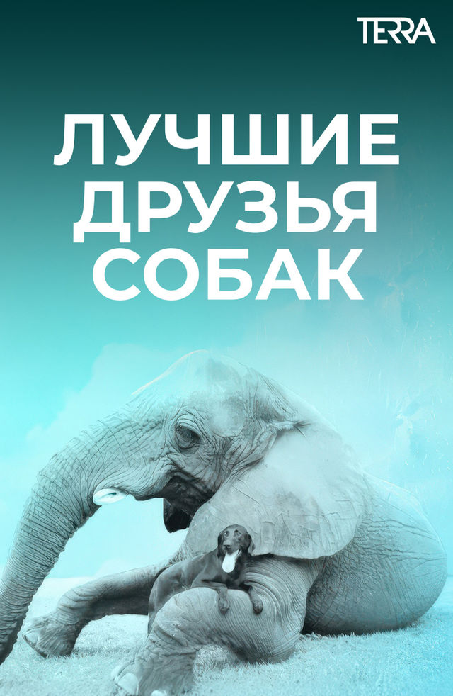 Uch barmoqli mushukning fotosurati