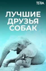 Лучшие друзья собак