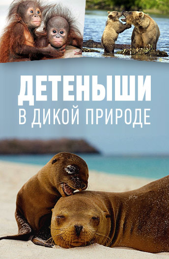 Детеныши в дикой природе постер