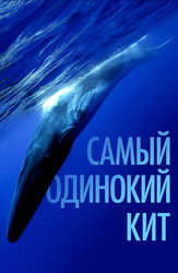 Самый одинокий кит