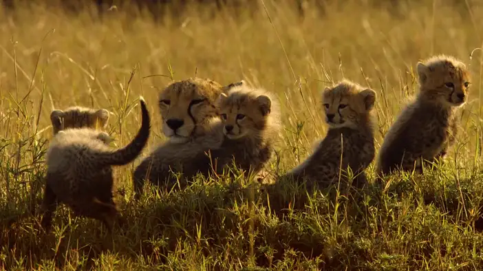 Фрагмент (дублированный)