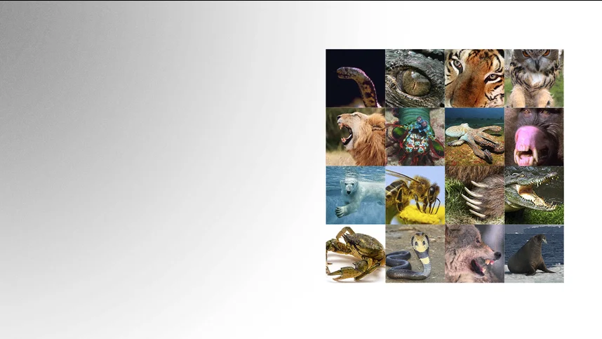 Живое оружие