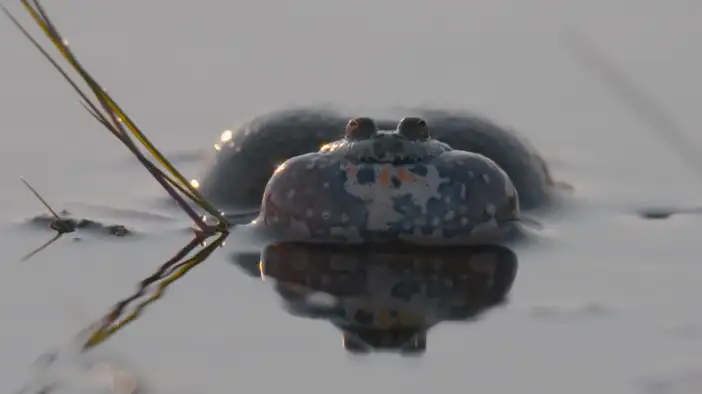 Трейлер (дублированный)