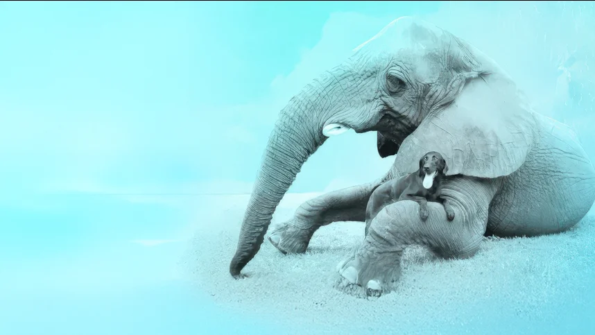 Лучшие друзья собак