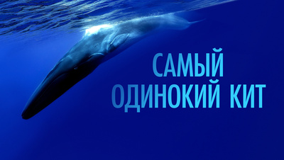 Постер Самый одинокий кит