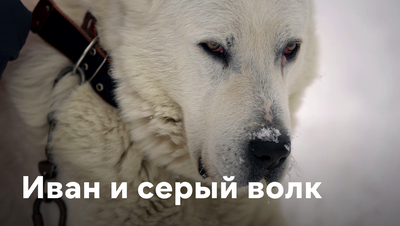 Постер Иван и серый волк