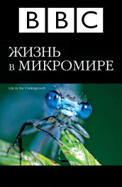 BBC: Жизнь в микромире постер