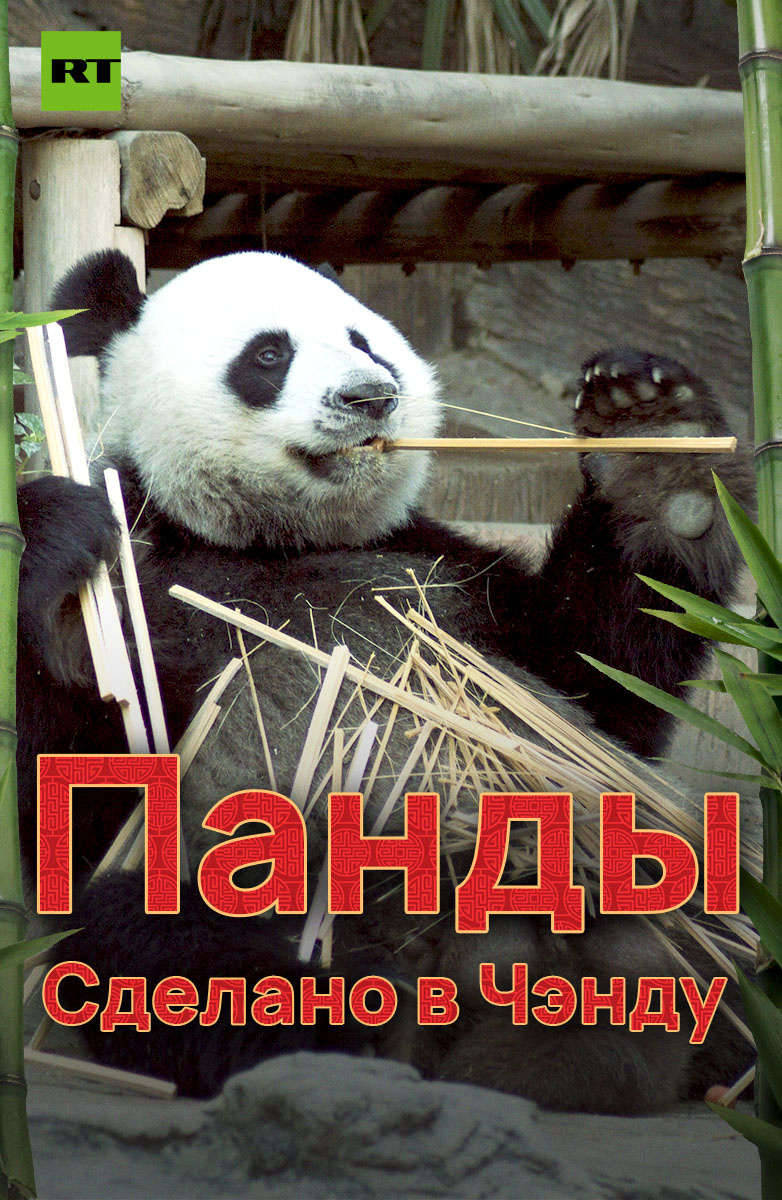 Спасти панду. Спасение панды фильм. Фильм про панду убийцу. Документальный фильм про панд.