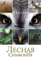 Лесная симфония