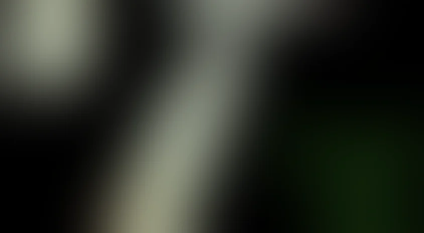 Темный лес: Ганс, Грета и 420-я ведьма