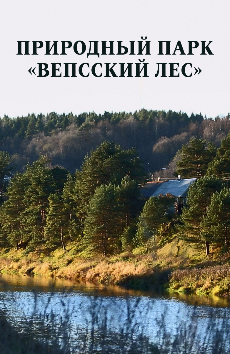 Природный парк «Вепсский лес»