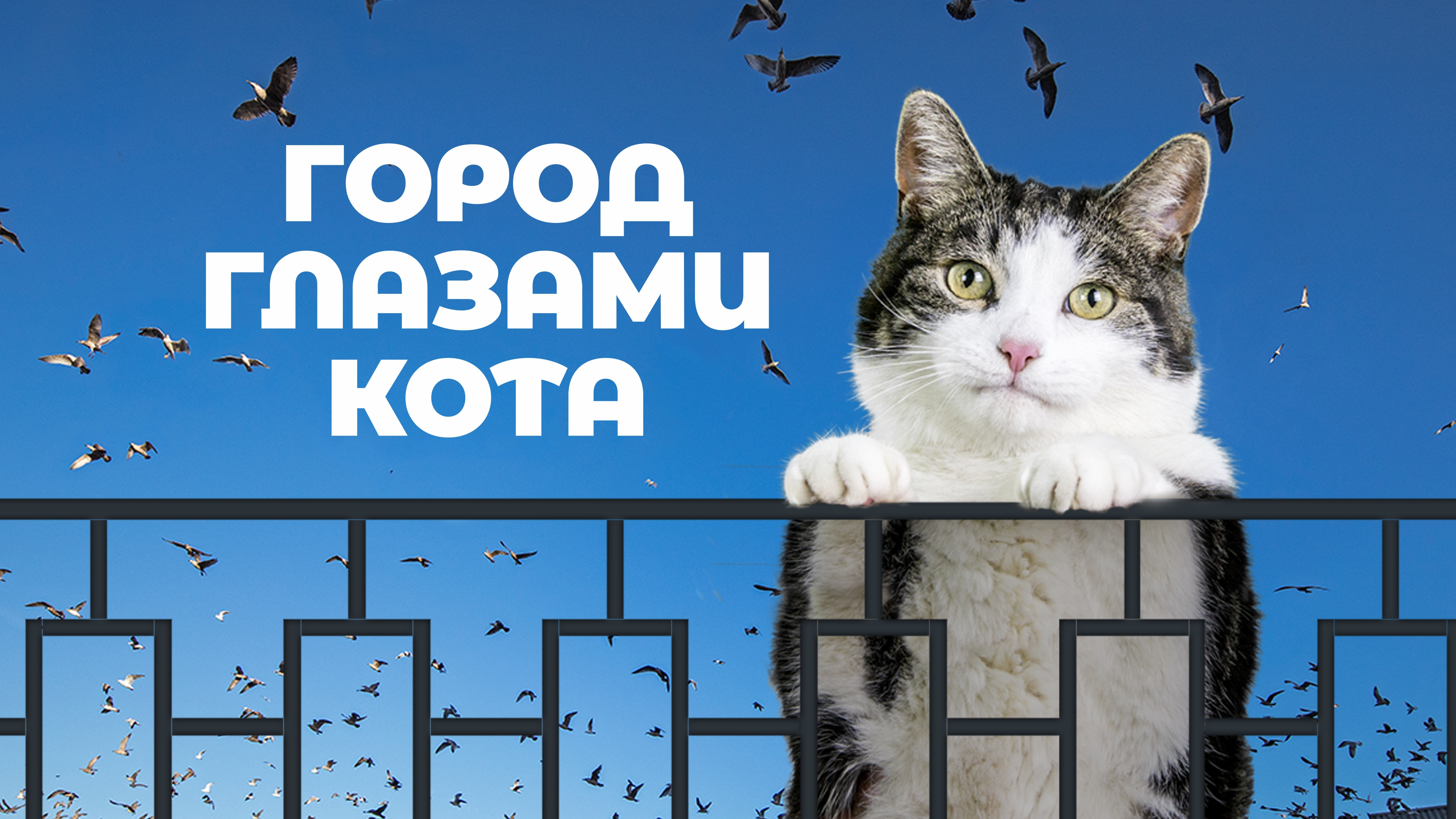 Котенок запрыгивает на стол