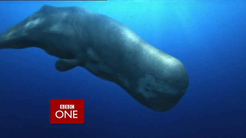 BBC: Океанская одиссея