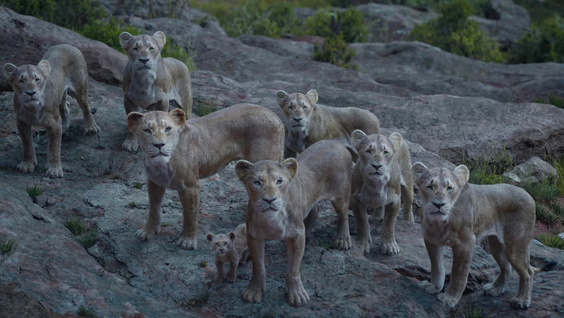 Король Лев (The Lion King, 2019): Рецензия от автора Mystery_girl_ на ivi