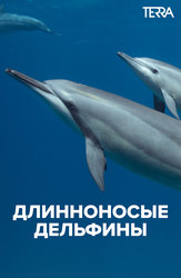 Длинноносые дельфины